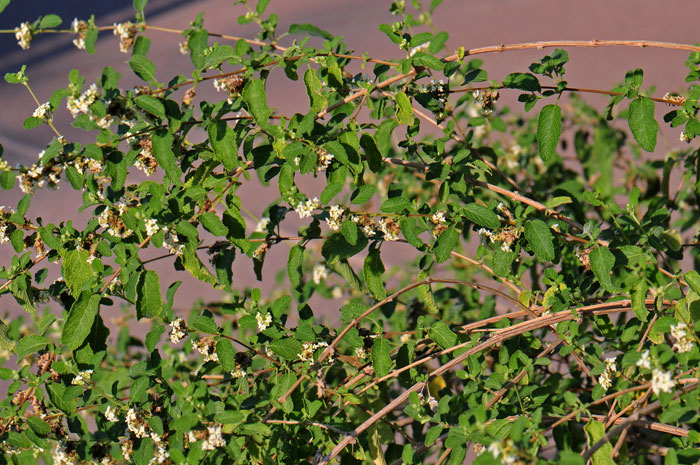 Mexican Oregano is also called Redbrush Lippia, Oregano Cimmaron, Scented Lippia and Scented Matgrass. Lippia graveolens 